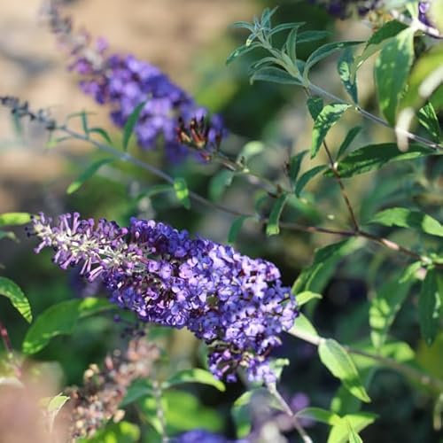 Vivai le Georgiche - Pianta vera di Buddleja davidii Rêve de Papillon Blue Buddleja davidii 'Minpap3' Buddleia, Albero farfalle 'Rêve de Papillon Blue' - vaso Ø 24 cm
