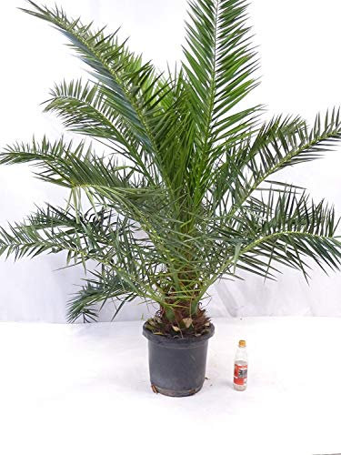 [Palmenlager] XXL Phoenix canariensis -kanarische Dattelpalme - 190/220 cm - dicker Stamm // Indoor & Outdoor Palme