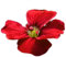 Aubretia Plants, 'Red', 12 x Plug Plant Pack, Bedding Plants, Aubretia, Red Aubretias, Garden Ready and Ready to Plant, Aubretias, Premium Quality Bedding