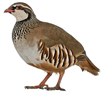 5er Pack Rebhuhn Jagd Auto Aufkleber 16 x 16 cm | Einfach anzubringender Aufkleber für Auto