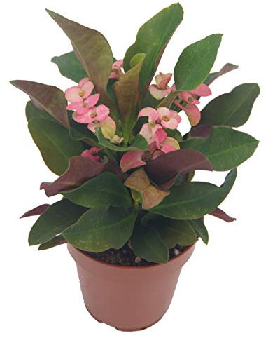 Christusdorn (Euphorbia millii), im 12cm Topf, (Sorte: Grande, dunkelrosa)