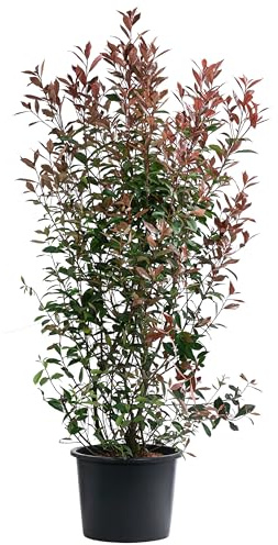 Dehner Glanzmispel Carre Rouge, Photinia fraseri, immergrüner Strauch mit rotem Blattaustrieb, 150-160 cm, 20 l Topf, Heckenpflanze