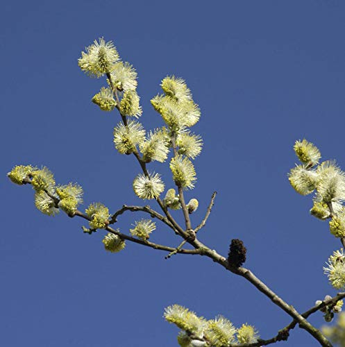 Ohrweide 40-60cm - Salix aurita - lebende Gartenpflanze aus den Baumschulen
