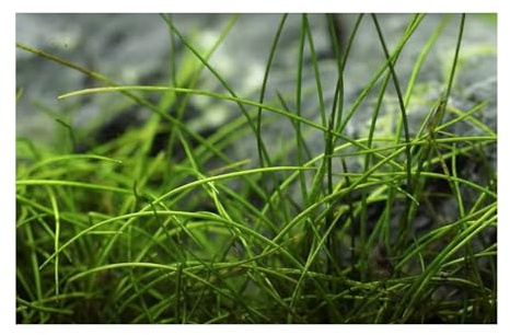 Stk - 100x Eleocharis acicularis Mini Nadelsimse Aquarium Pflanzen - Samen A455 - Seeds & Plants Shop by Ipsa