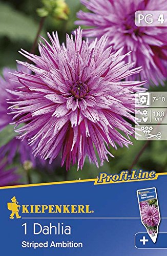 Splitt-Dahlie Striped Ambition | Splitt-Dahlienzwiebeln von Kiepenkerl