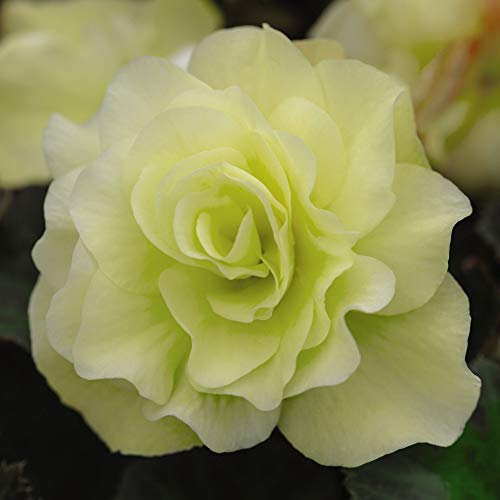 Begonia Jumbo Plug Plants, Summer Flowering Bedding, Scented Yellow Flowers, Hanging Baskets & Patios, 4 x Begonia Fragrant Falls Lemon Fizz Jumbo Plug Plants by Thompson & Morgan (4)