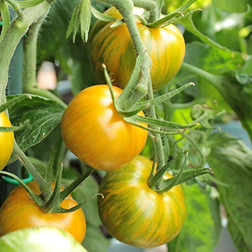 Green Zebra Tomate 10 Samen - historische Sorte, sehr dekorativ
