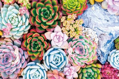 Yiting 1000 Piece Jigsaw Puzzle for Adult, Succulent Plant Jigsaw Puzzle, Hummingbird Butterfly Mandala Flower Birds Jigsaw Puzzle, Darrell Bush Canoe Lake Jigsaw Puzzle, Christmas Jigsaw Puzzle Kids