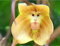 Affengesicht-Orchideen-Blumensamen, gelb, 100 Stück