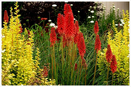 3 x Kniphofia ‘Redhot Popsicle’ (Winterhart/Staude/Dauerblüher/Bienenferundlich/Mehrjährig) Fackellilie Rot - Rote Flammen, die den Garten erhellen - von Stauden Gänge