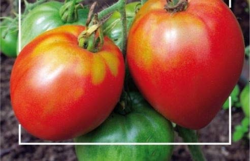 Stk - 325x Pomodori Tomaten Cuor di Bue Ochsenherz Gemüse Garten Pflanzen - Samen K406 - Seeds & Plants Shop by Ipsa