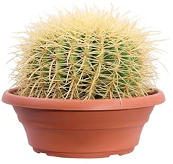 Pianta di Echinocactus Grusonii o Grusone o Cuscino di Suocera pianta grassa ornamentale pianta da esterno o interno pianta pianta succulenta vera venduta da eGarden.store (Vaso 24 cm)
