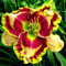 Taglilienzwiebeln,Winterhart,Wilde Taglilien,Taglilien Winterhart,Blumen FüR Alle Jahreszeiten,Winterhart MehrjäHrig Pflanzen,Hemerocallis Knollen-3Rhizome-E