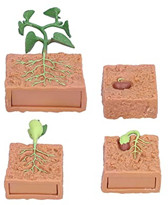 Matybobe Modelo de Etapa de Crecimiento Frijoles, Juguete Educativo para Niños, Aprendizaje Interactivo del Ciclo Vida Las Plantas, Adecuado para Uso Escolar y Doméstico, 4 Modelos Plástico