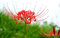Lycoris radiata - rote Spinnenlilie - zauberhafte Blumenzwiebel perfekt für Ihre Wohnung - Amaryllisgewächs