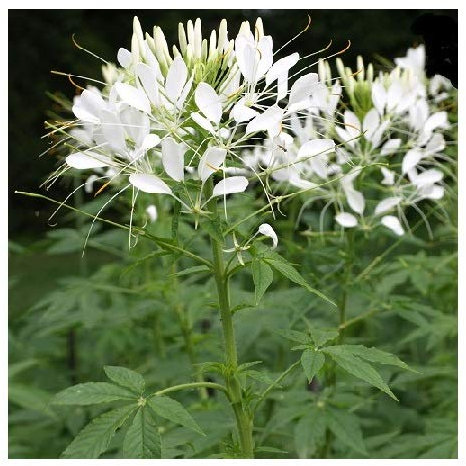 Cleome hassleriana 'White Queen' / Spider Plant/Half Hardy Annual/Border Plant and Cut Flower / 500 Seeds