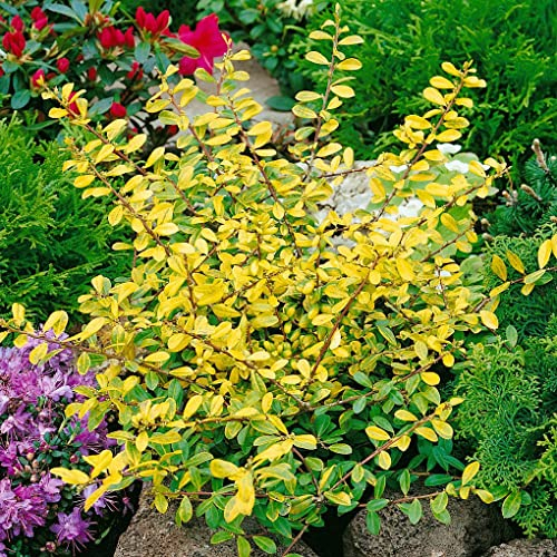 Berg-Ilex 'Golden Gem', gelblaubig, Höhe 15-20 cm, Topf 2 Liter, 10er-Set