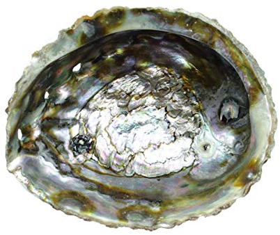 Steinfixx Coquillage d'ormeau I Coquillage de mer I 120 x 90 x 35 mm | Paula coquille
