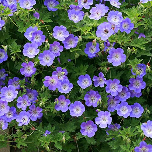 Suttons Geranium Rozanne Cottage Garden Plant Hardy Perennial Easy to Grow Low Maintenance Flowering Plant 1 x 9cm Pot