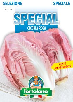 Sementi ibride e selezioni speciali di alta qualità per la produzione di ortaggi nell'orto di famiglia (CICORIA ROSA, UNA BUSTA)