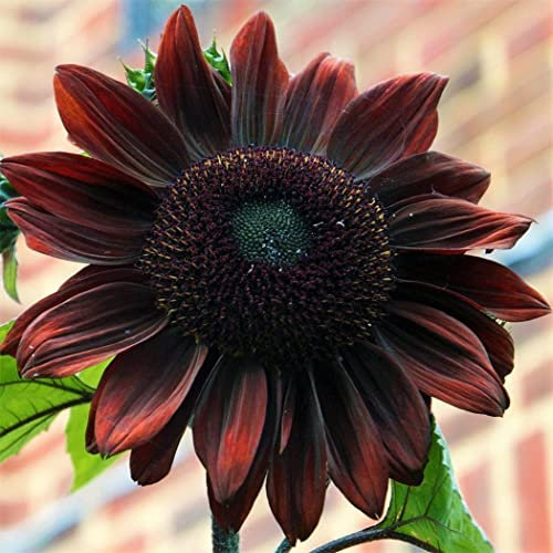 Schokoladen-Kirsch-Sonnenblumen-Blumenstrauß-Samen-100