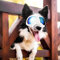 PETLESO Sonnenbrillen für Hunde UV Hundebrille Wasserdichter Augenschutz für Groß/Mittel Hund - Weiß