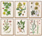 JOENCOST 6PCS Vintage Botanical Canvas Wall Art Prints, Unframed Flower Plant Print Posters, Aesthetic Cottagecore Floral Herb Pictures Room Decor for Bedroom Bathroom Office Kitchen(11.8''x15.7'')