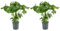 Bloomique - Lot de 2 - Monstera Deliciosa - Plante-gruyère - Plante d'intérieur - Facile d'entretien - Purificatrice d'air - Hauteur 70-80 cm - Pot 21 cm