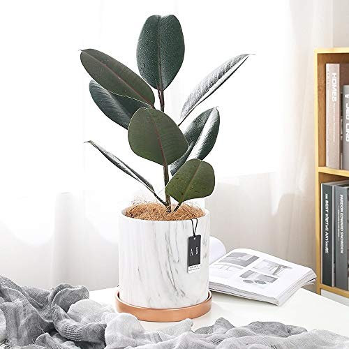 Maceta de cerámica Plantas suculentas Maceta Mármol Grano Cactus Planta Contenedor Maceta grande de cactus suculentas con orificio de drenaje y platillo desmontable para la decoración del escritorio