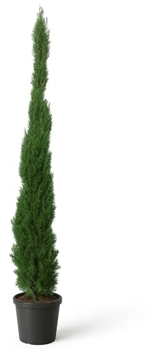 LEMON FLOWERS | Totem Zypresse Winterhart XXL- Mittelmeerzypresse 180cm-200cm - Zypressen Winterhart bis -20°C - Zypresse Sempervirens Totem (1)