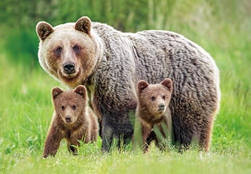 Cornelißen naTierliche Geschenke 3 D Ansichtskarte Braunbären, Postkarte Wackelkarte Hologrammkarte Tier Braunbär