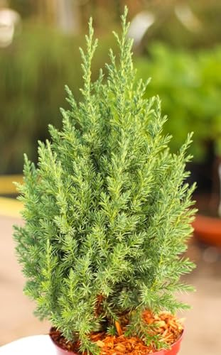 Wacholder Juniperus chinensis Stricta Chinesischer Säulenwacholder 60-80 cm