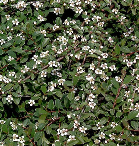 10x Zwergmispel Radicans 15-20cm - Cotoneaster dammeri