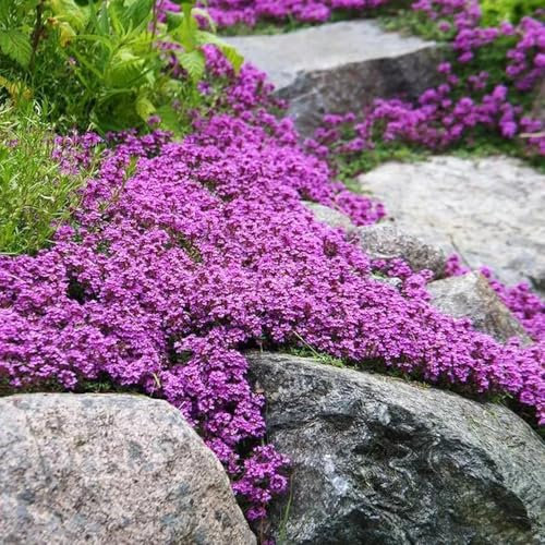thymian samen, wilder thymian bodendecker samen, zimmerpflanzen,Wunderschön leuchtende Blumen mit pflanzentopf,schnell wachsender gartenpflanzen winterhart mehrjährig,pflanzen für 100pcs