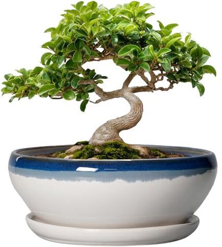 SQOWL Bonsai-Töpfe Keramik - 20,3 cm Sukkulenten-Pflanzgefäße für den Innenbereich, Sukkulententopf mit Drainageloch und Abtropfschale, Flacher Keramik-Pflanztopf für den Außenbereich, runder