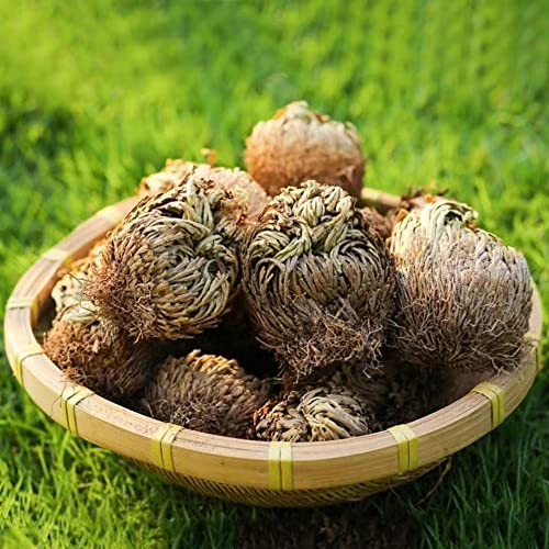 10 Stück rose von jericho kaufen selaginella - Seltene Pflanzen serie - blumen balkon fensterbank deko innen winterfeste pflanzen für garten robuste balkonpflanzen winterhart blumendeko