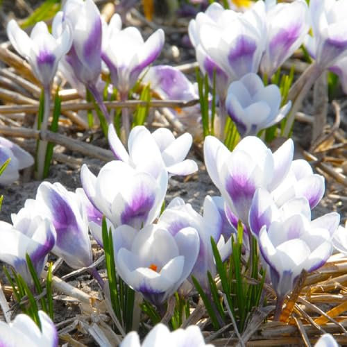 Lot de 10 Bulbes de Crocus - PRINS CLAUS - Blanc Violet calibre 5/7 - La Main Verte