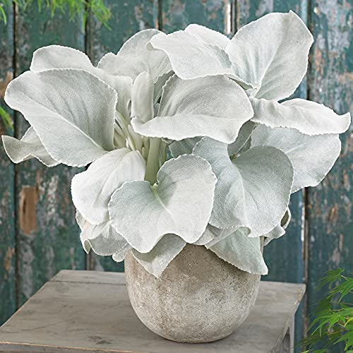 Senecio candidans Angel Wings | Staudenpflanze Gartenfertig (10-20cm inkl. Topf)