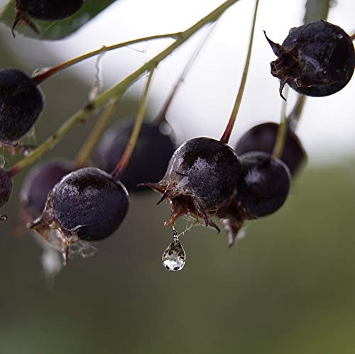 Felsenbirne Greatberry (R) Fruity Amelanchier alnifolia 40-80 cm im 5 Liter Topf