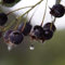 Felsenbirne Greatberry (R) Fruity Amelanchier alnifolia 40-80 cm im 5 Liter Topf