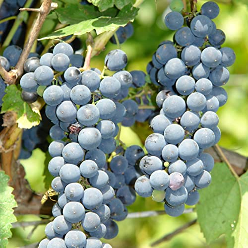 Kaskade Weinstock 2L Pflanze für Anfänger und professionelle Gärtner - Ideal für Kleingarten, Garten - Schöne Pflanze mit ungewöhnlichen Blüten - Genießen Sie jeden Tag ihre Farben
