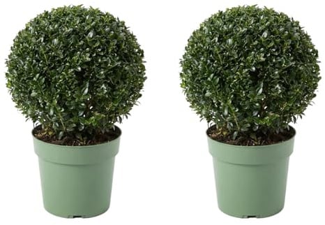 Bloomique - Set di 2 - Ilex Crenata Jenny - Agrifoglio giapponese - Gaultheria - Resistente - Piante da balcone - Piante da giardino - Altezza 30-40 cm - Vaso 17 cm