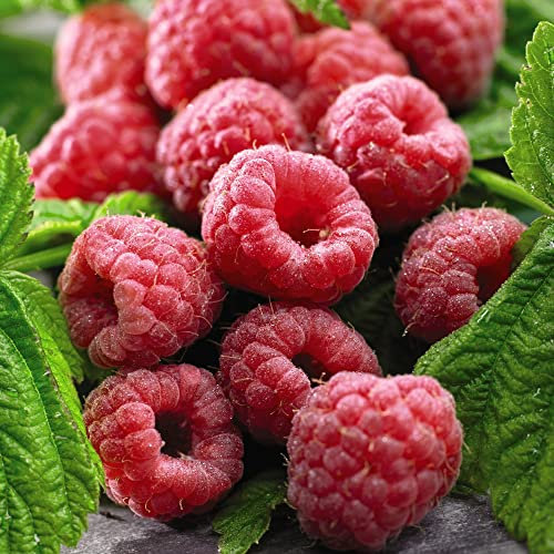Raspberry Canes 'Polka' Autumn Fruiting Rubus idaeus Hardy Shrub Easy to Grow Your Own Garden Raspberries Fruit Plants 3X Bare Root Canes by Thompson and Morgan