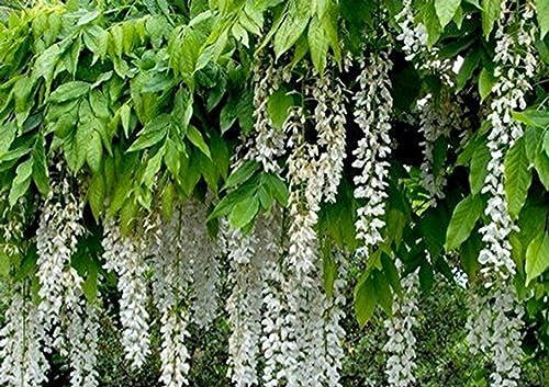 Wisteria Alba White Climbing Plant 3-4ft Supplied in a 3 Litre Pot
