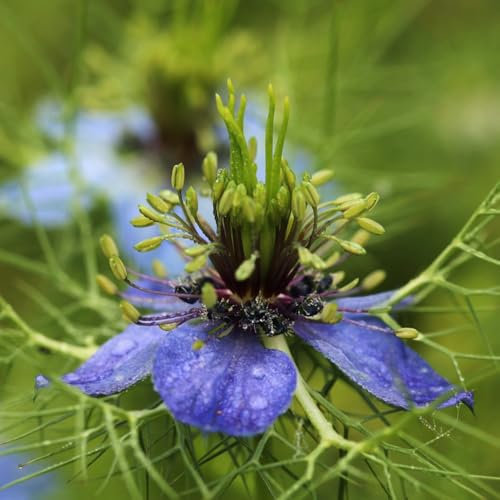 virgen en la semilla verde - cubierta vegetal resistente plantas de interior semillas de flores semillas flores balcón prados - Plantas raras - en maceta jardín perennes bonsái 100pcs