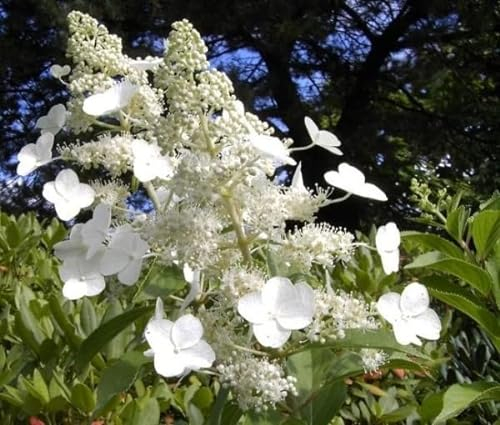 Rispenhortensie Kyushu - Hydrangea paniculata Kyushu - duftend