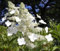 Rispenhortensie Kyushu - Hydrangea paniculata Kyushu - duftend