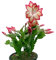 Schlumbergera Cactus de Invierno Natural y Resistente