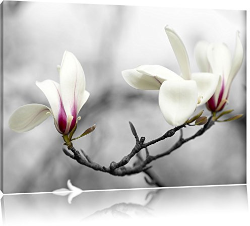 Pixxprint Weiße wunderschöne Magnolienblüten am Baum B&W, Größe: 80x60cm, Leinwandbild, fertig gespannt, Wandbild, Dekoration, Kunstdruck, kein Poster