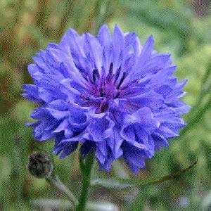 FIORDALISO BLU NR.200 SEMI